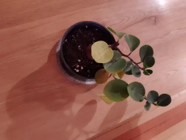 Peperomia Plant